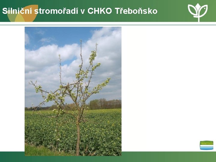 Silniční stromořadí v CHKO Třeboňsko 