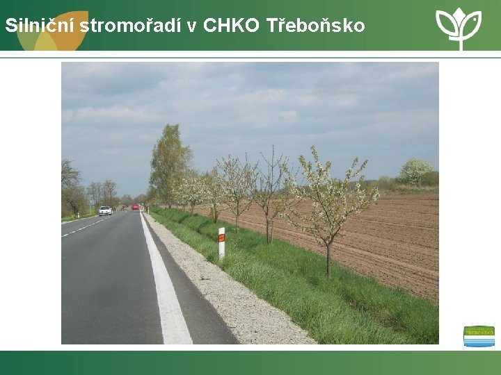 Silniční stromořadí v CHKO Třeboňsko 