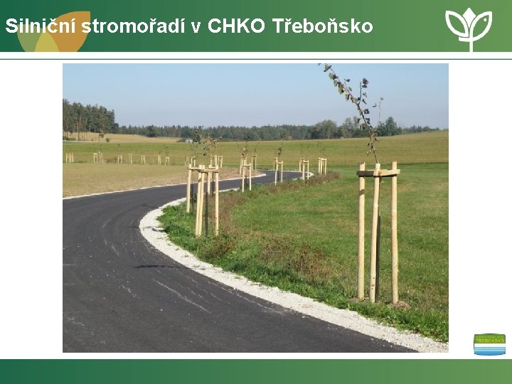 Silniční stromořadí v CHKO Třeboňsko 