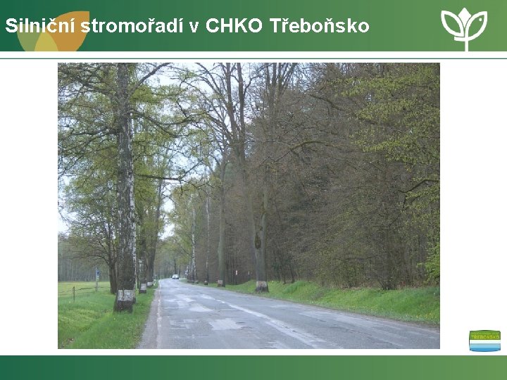 Silniční stromořadí v CHKO Třeboňsko 