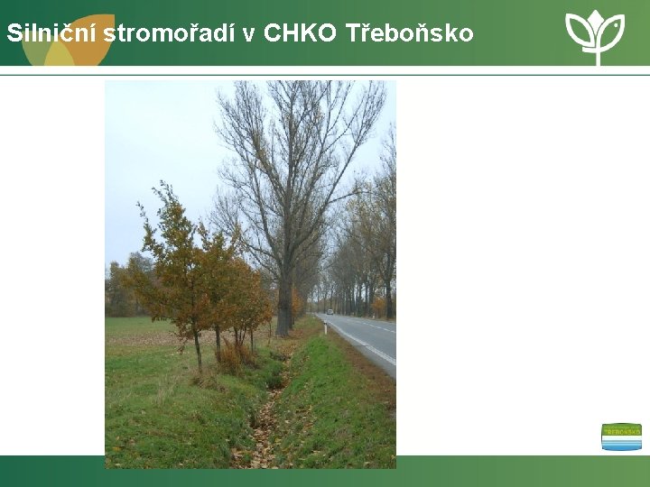 Silniční stromořadí v CHKO Třeboňsko 