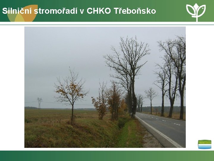 Silniční stromořadí v CHKO Třeboňsko 