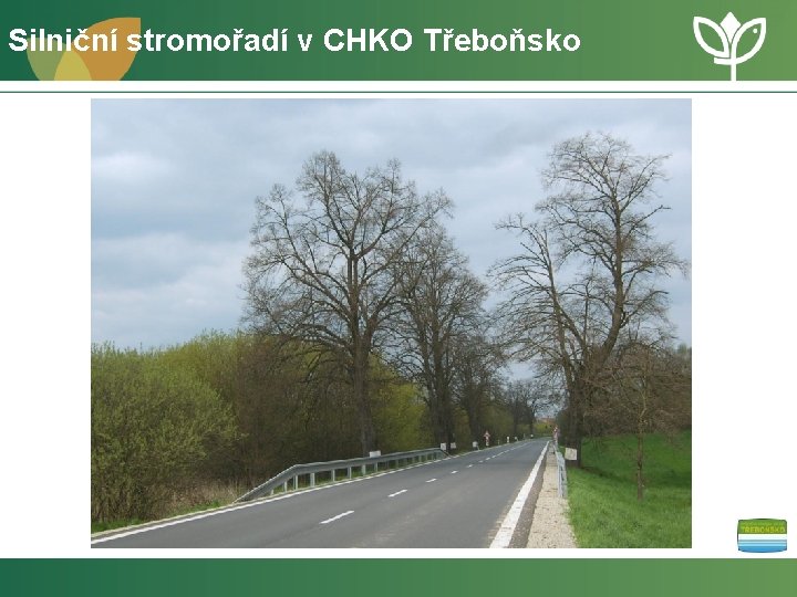 Silniční stromořadí v CHKO Třeboňsko 