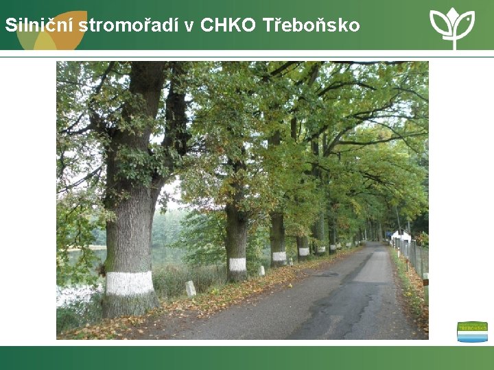 Silniční stromořadí v CHKO Třeboňsko 