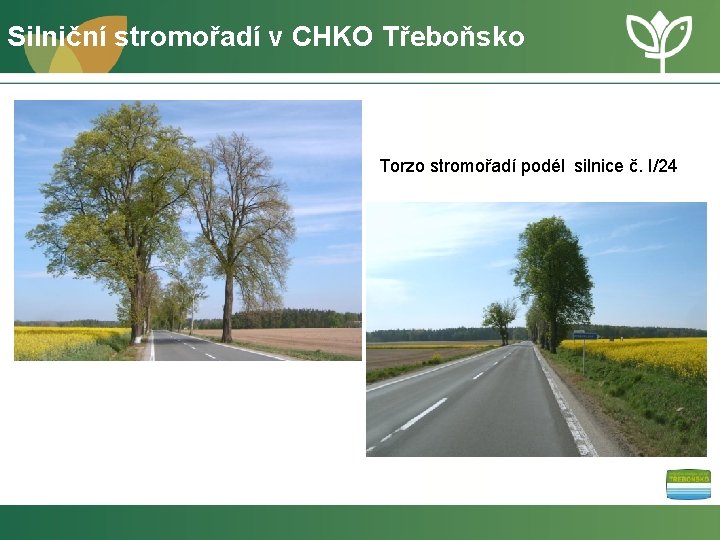 Silniční stromořadí v CHKO Třeboňsko Torzo stromořadí podél silnice č. I/24 