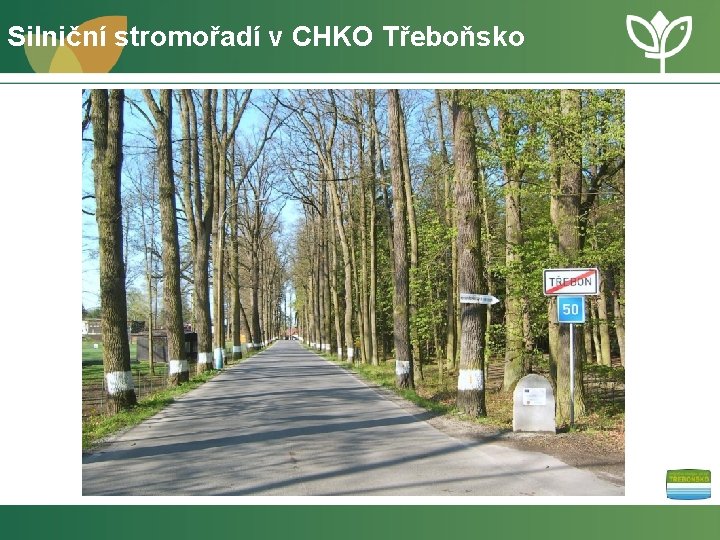 Silniční stromořadí v CHKO Třeboňsko 