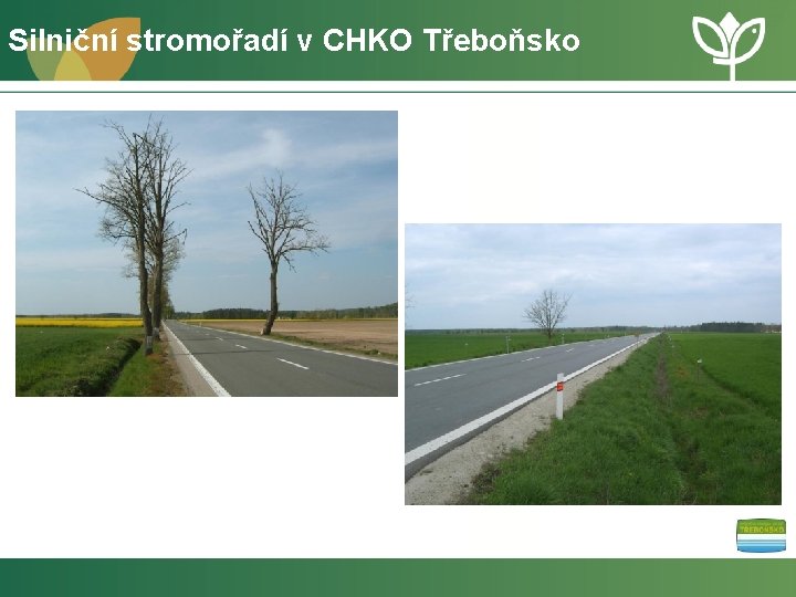 Silniční stromořadí v CHKO Třeboňsko 