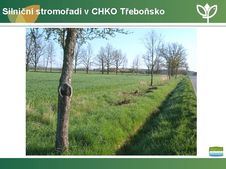 Silniční stromořadí v CHKO Třeboňsko 