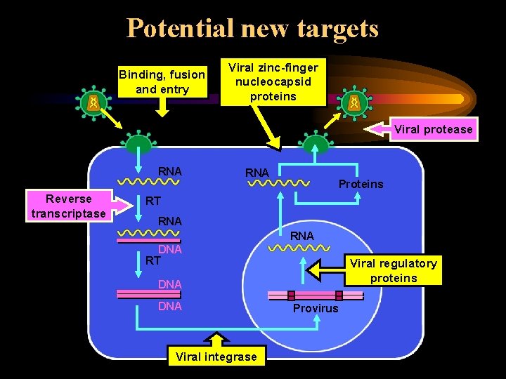 Potential new targets Binding, fusion and entry Viral zinc-finger nucleocapsid proteins Viral protease RNA