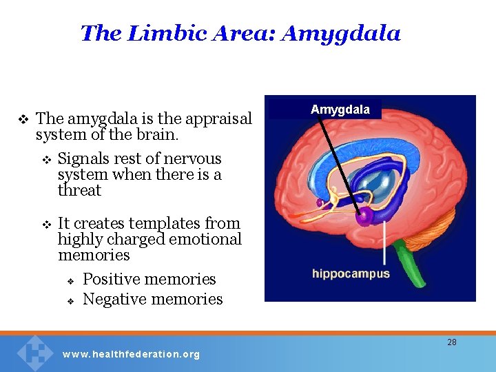 The Limbic Area: Amygdala v The amygdala is the appraisal system of the brain.