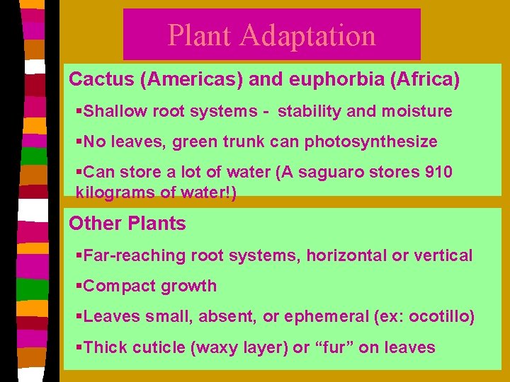 Plant Adaptation Cactus (Americas) and euphorbia (Africa) §Shallow root systems - stability and moisture