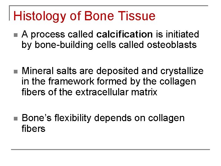 Histology of Bone Tissue n A process called calcification is initiated by bone-building cells