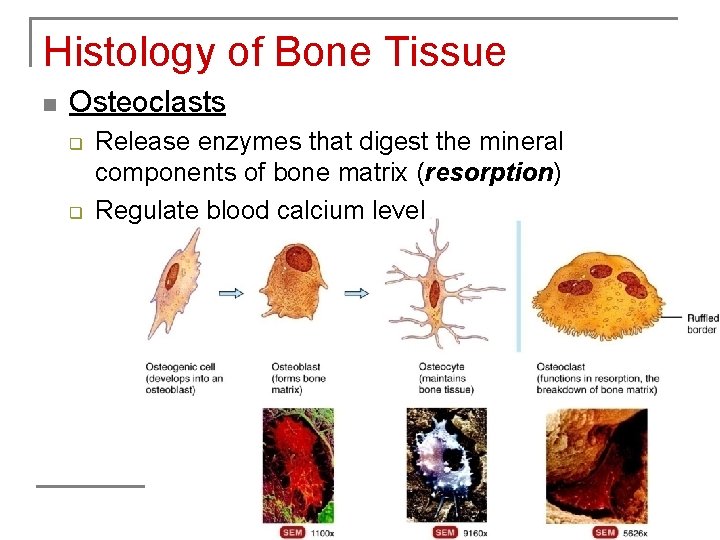 Histology of Bone Tissue n Osteoclasts q q Release enzymes that digest the mineral