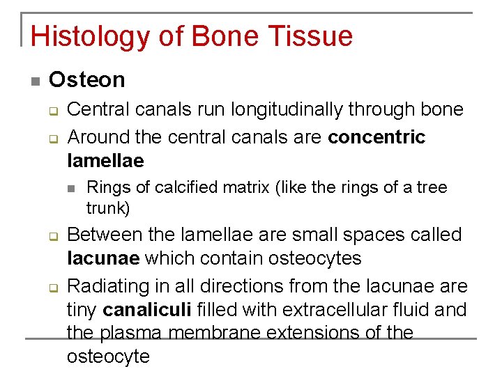 Histology of Bone Tissue n Osteon q q Central canals run longitudinally through bone