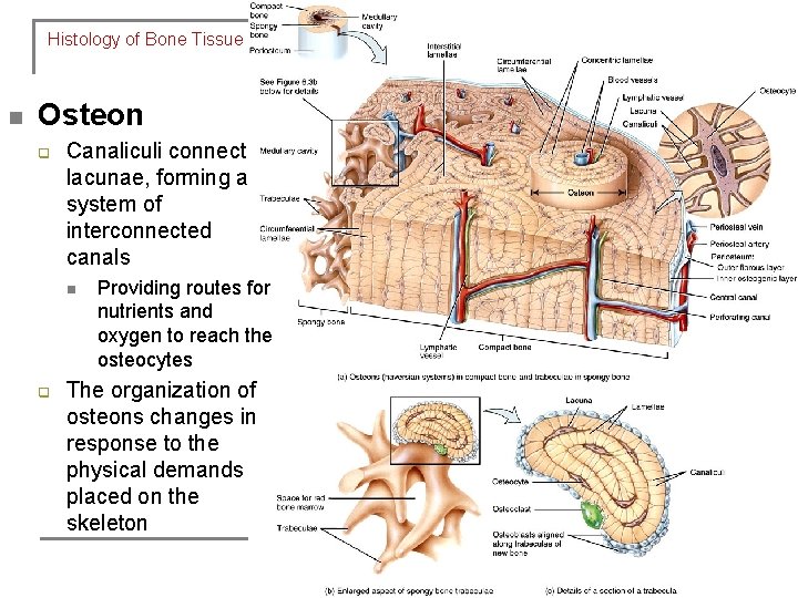 Histology of Bone Tissue n Osteon q Canaliculi connect lacunae, forming a system of