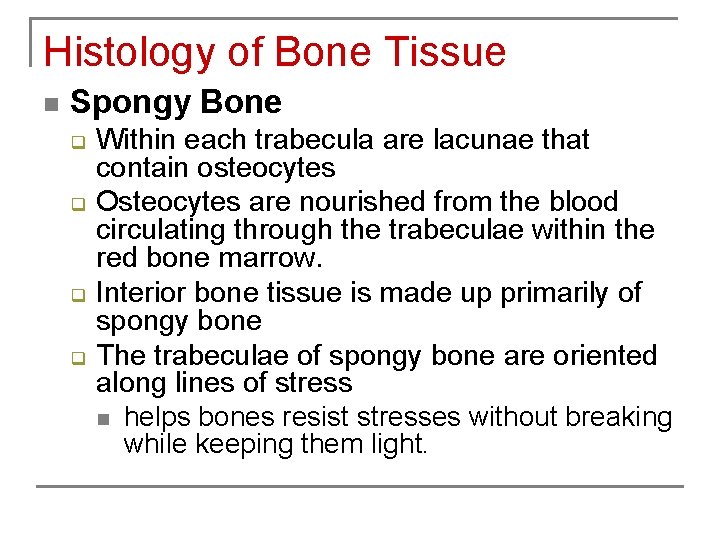 Histology of Bone Tissue n Spongy Bone q q Within each trabecula are lacunae