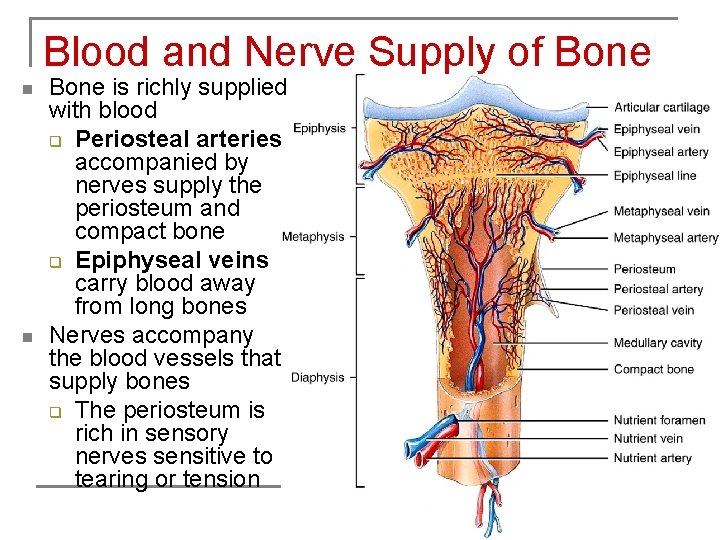 Blood and Nerve Supply of Bone n n Bone is richly supplied with blood