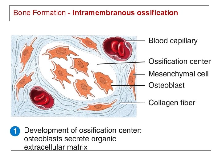 Bone Formation - Intramembranous ossification 