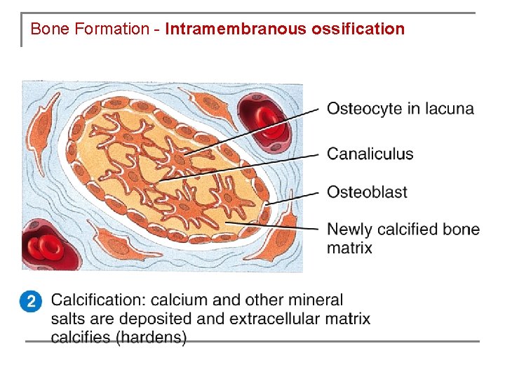 Bone Formation - Intramembranous ossification 