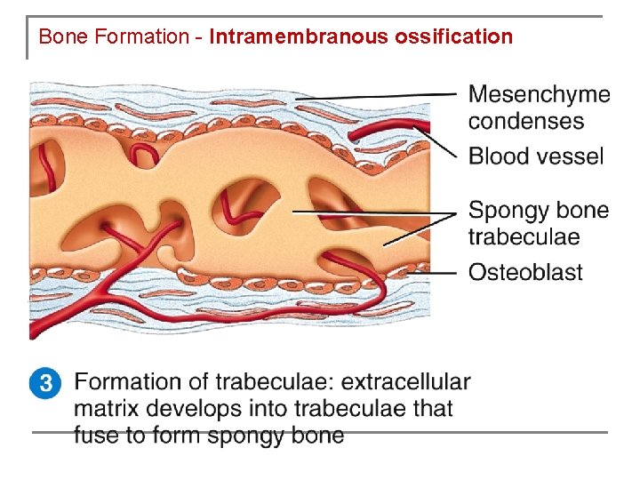 Bone Formation - Intramembranous ossification 