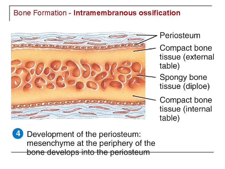 Bone Formation - Intramembranous ossification 