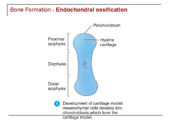 Bone Formation - Endochondral ossification 