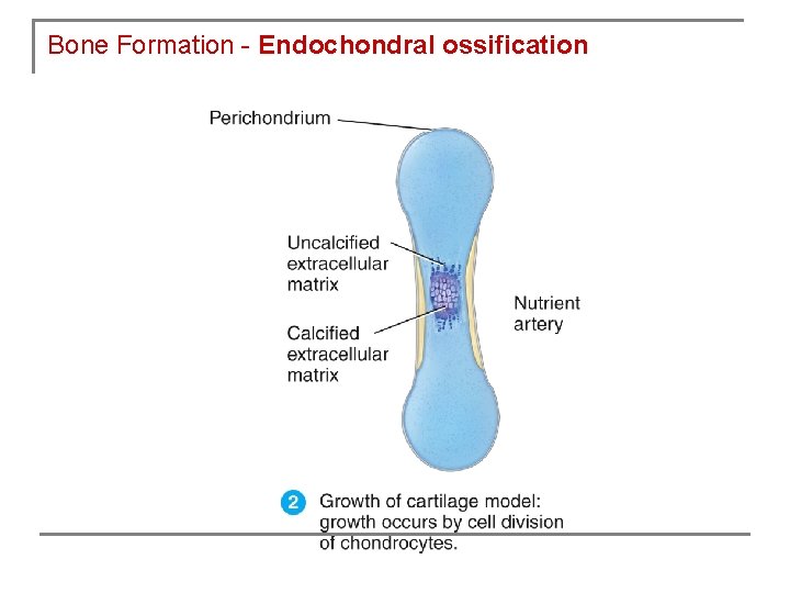 Bone Formation - Endochondral ossification 