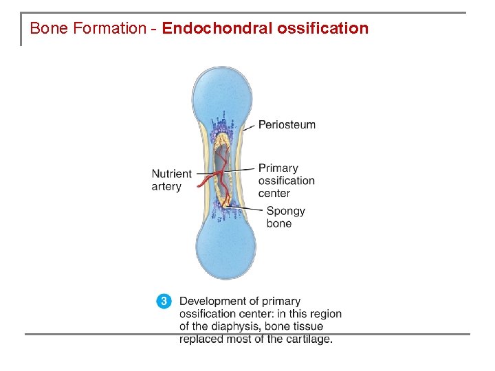 Bone Formation - Endochondral ossification 