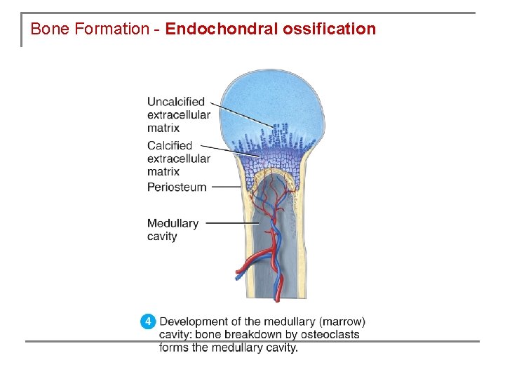 Bone Formation - Endochondral ossification 