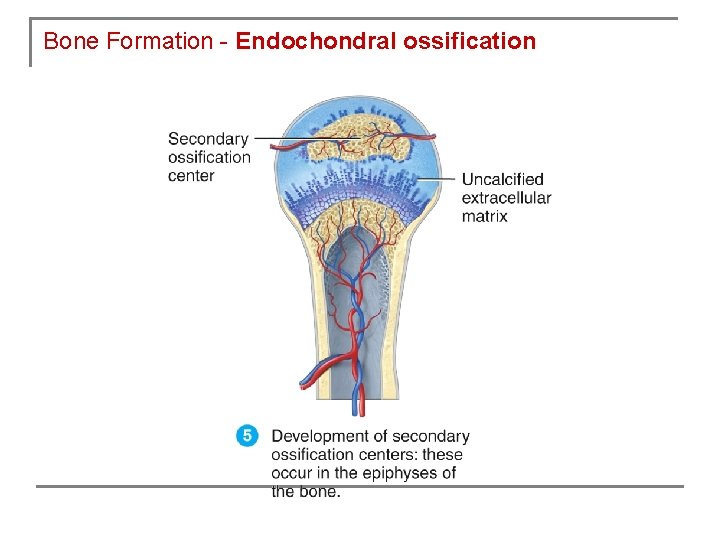Bone Formation - Endochondral ossification 