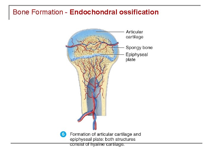 Bone Formation - Endochondral ossification 