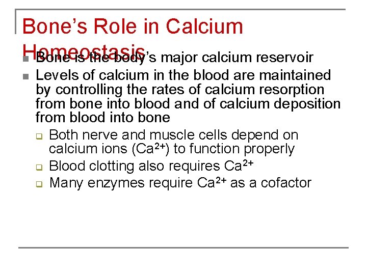 Bone’s Role in Calcium Homeostasis n Bone is the body’s major calcium reservoir n
