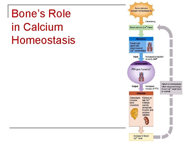 Bone’s Role in Calcium Homeostasis 
