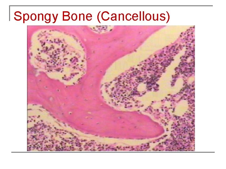Spongy Bone (Cancellous) 