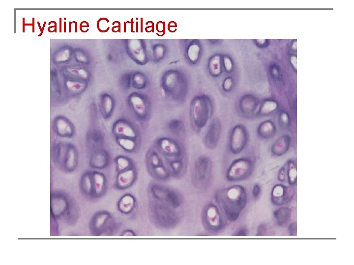 Hyaline Cartilage 