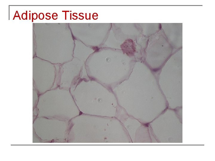 Adipose Tissue 