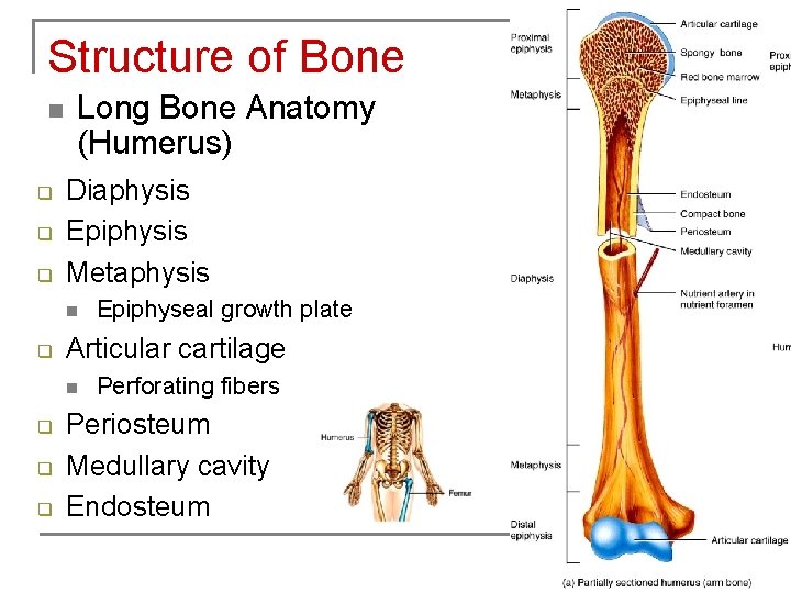 Structure of Bone n q q q Long Bone Anatomy (Humerus) Diaphysis Epiphysis Metaphysis