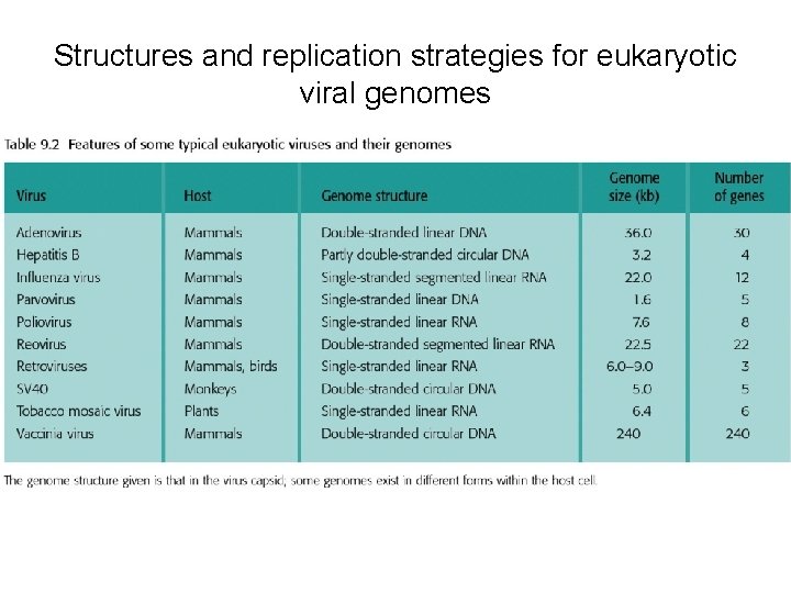 Structures and replication strategies for eukaryotic viral genomes 