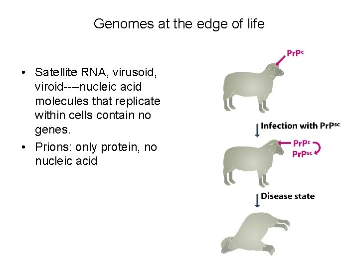 Genomes at the edge of life • Satellite RNA, virusoid, viroid----nucleic acid molecules that