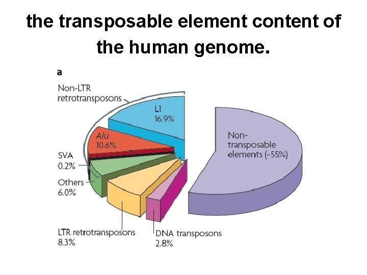 the transposable element content of the human genome. 