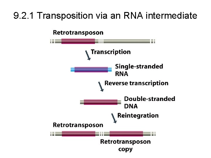 9. 2. 1 Transposition via an RNA intermediate 