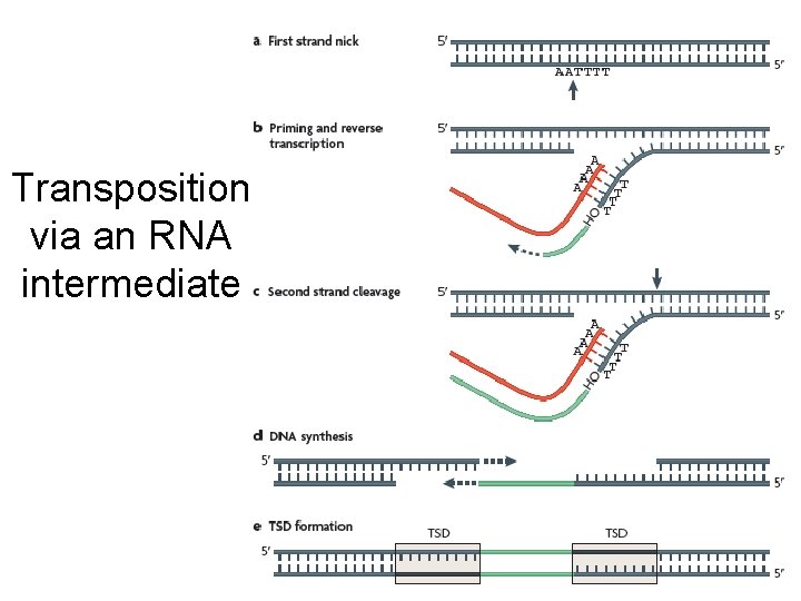 Transposition via an RNA intermediate 