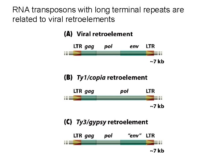 RNA transposons with long terminal repeats are related to viral retroelements 