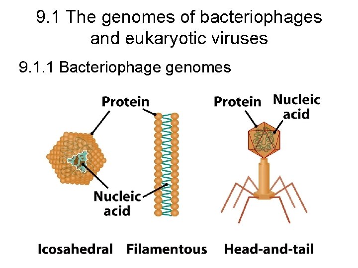 9. 1 The genomes of bacteriophages and eukaryotic viruses 9. 1. 1 Bacteriophage genomes