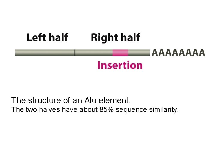 The structure of an Alu element. The two halves have about 85% sequence similarity.