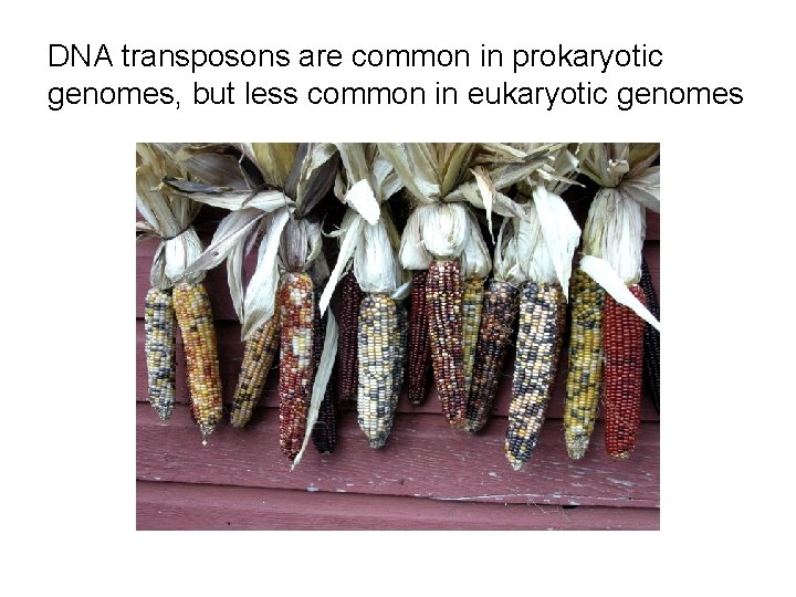 DNA transposons are common in prokaryotic genomes, but less common in eukaryotic genomes 