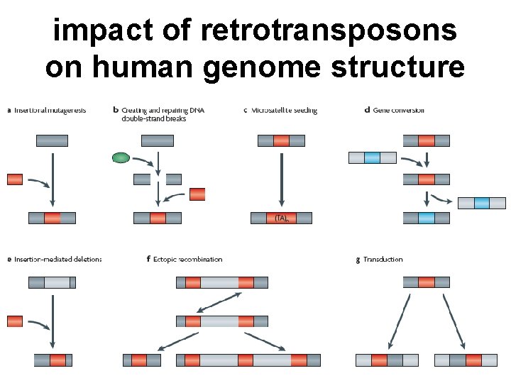 impact of retrotransposons on human genome structure 