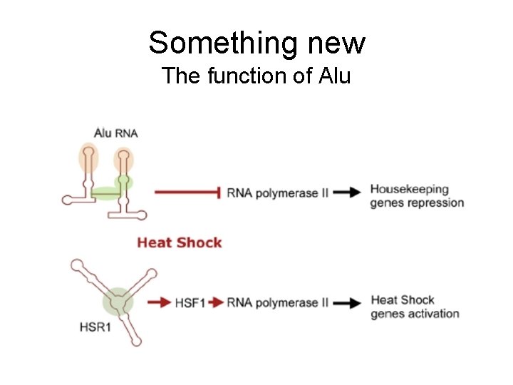 Something new The function of Alu 