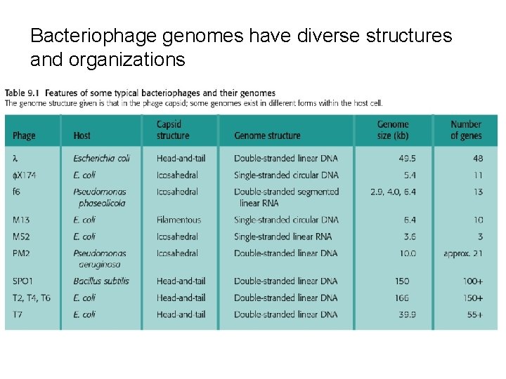 Bacteriophage genomes have diverse structures and organizations 