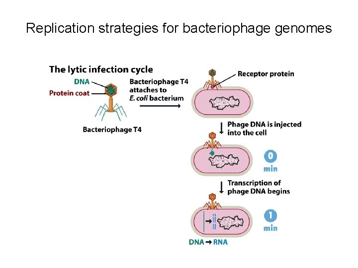 Replication strategies for bacteriophage genomes 